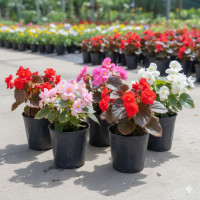 Begonia de Azúcar Doble